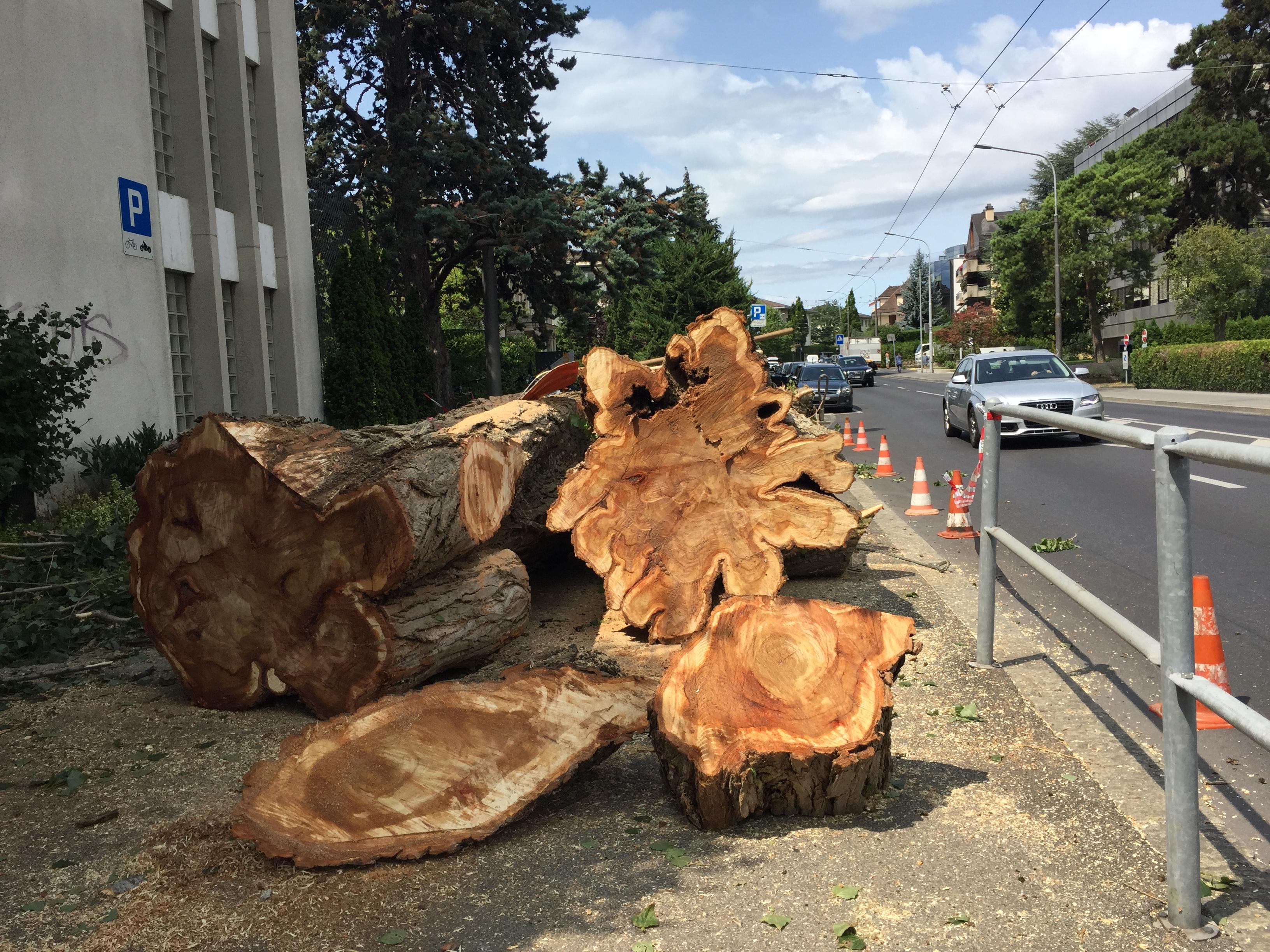 Abattage d'arbre dangereux — SAS POLYVIER Jura